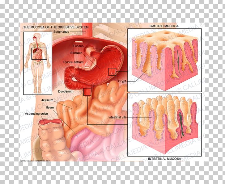 Mucous Membrane Anatomy Digestion Gastroenterology Gastroesophageal Reflux Disease PNG, Clipart, Anatomy, Digestion, Esophagus, Finger, Flesh Free PNG Download