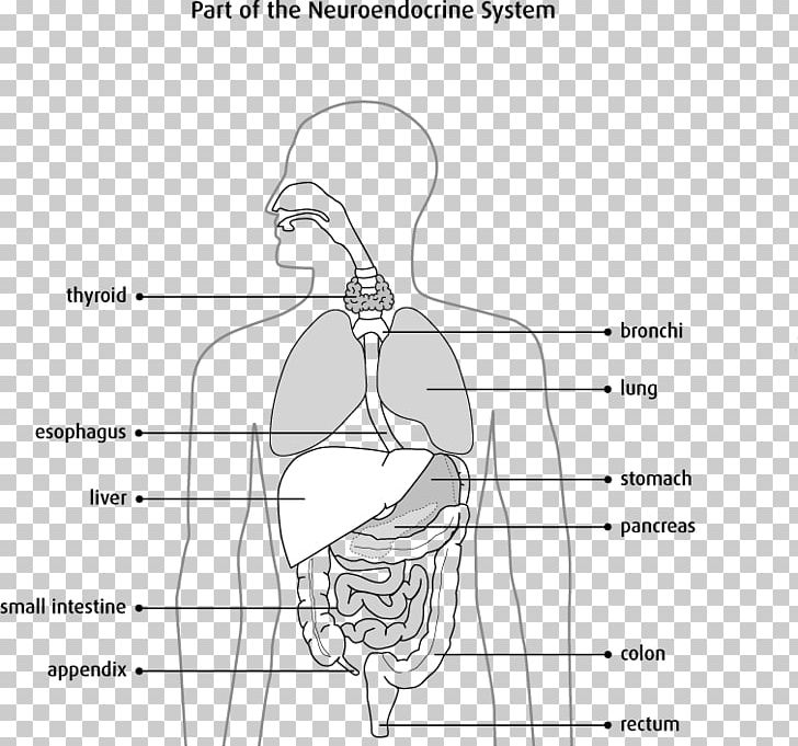 Neuroendocrine Cell Endocrine System Endocrine Gland Neuroendocrine Tumor PNG, Clipart, Angle, Area, Arm, Black And White, Blood Glucose Free PNG Download