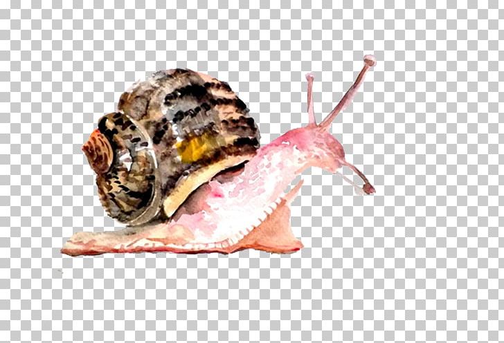 Watercolor Painting Snail Drawing Art PNG, Clipart, Animal, Animal Painter, Animals, Art, Drawing Free PNG Download