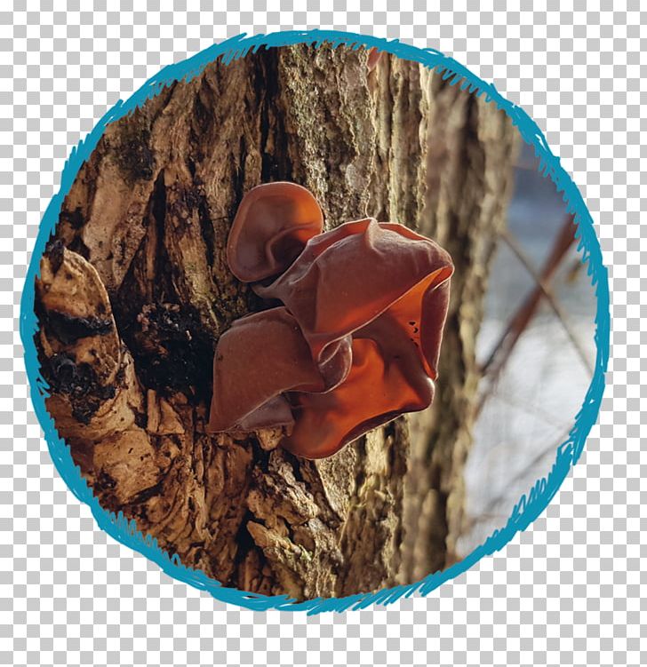 Winter Orange Polska Hibernation Hat PNG, Clipart, Animal, Cap, Food, Hat, Headgear Free PNG Download