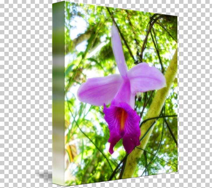 Dendrobium Cattleya Orchids Moth Orchids Wildflower PNG, Clipart, Branch, Branching, Cattleya, Cattleya Orchids, Dendrobium Free PNG Download