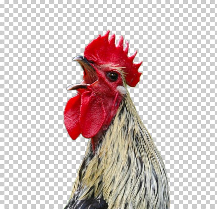 Marshal Reuben J. Cogburn Chicken Rooster Screaming Cock A Doodle Doo PNG, Clipart, Animals, Beak, Bird, Chicken, Cock Free PNG Download