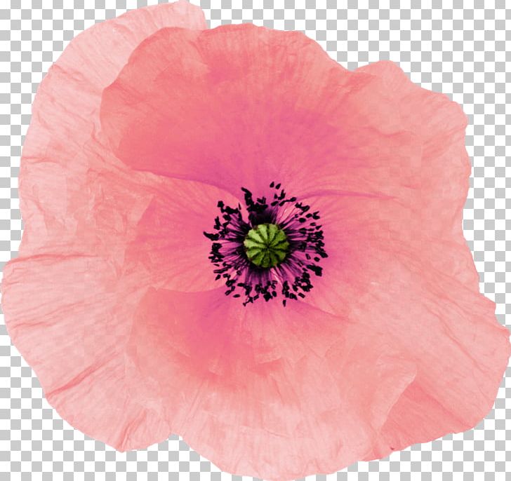 Poppy Pink Drawing Flower PNG, Clipart, Annual Plant, Cvetok, Cvety, Desktop Wallpaper, Drawing Free PNG Download