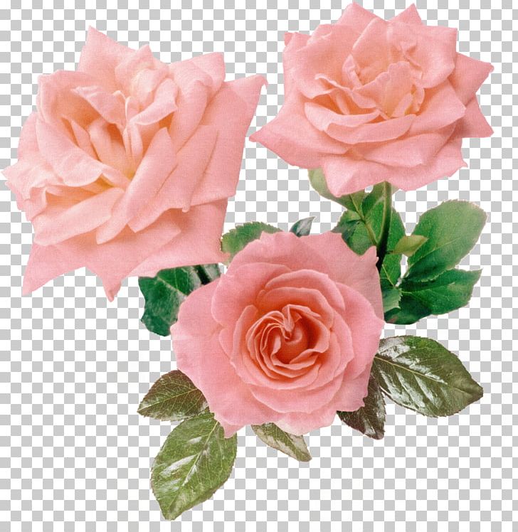 Rosa Gallica Flower Pink Purple PNG, Clipart, Abstract, Artificial Flower, Blu, Color, Floribunda Free PNG Download