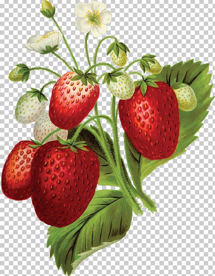 Strawberry Food PNG, Clipart, Accessory Fruit, Diet Food, Encapsulated Postscript, Food, Fruit Free PNG Download