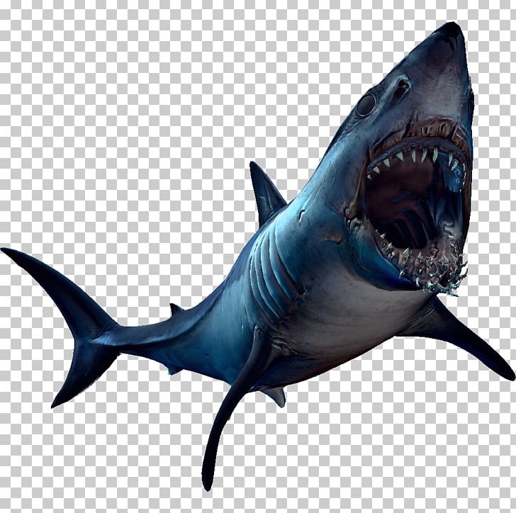 Great White Shark Requiem Sharks Lamniformes Marine Biology PNG, Clipart, Abnormality, Abyssal, Biology, Carcharodon, Cartilaginous Fish Free PNG Download