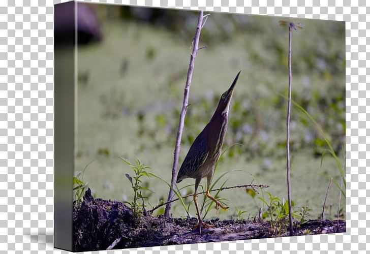Wren Flora Fauna Beak PNG, Clipart, Beak, Bird, Fauna, Flora, Others Free PNG Download
