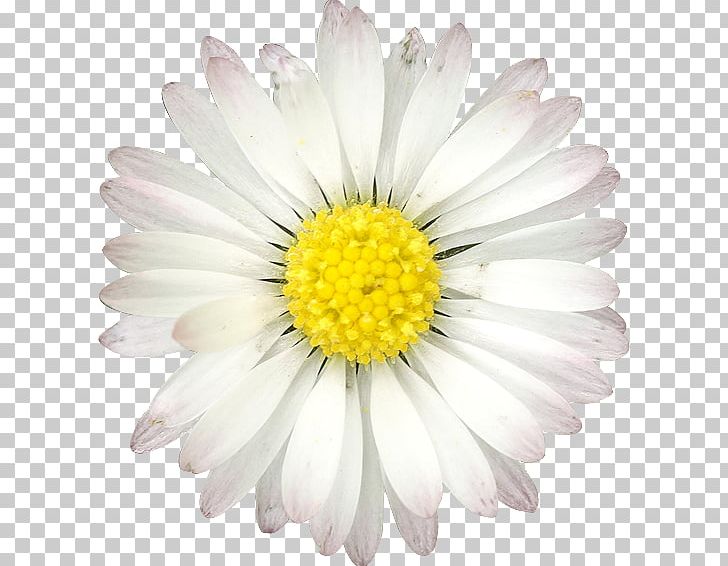 Common Daisy Flower Quotation Birthday PNG, Clipart, Aphorism, Aster, Attitude, Birt, Chamaemelum Nobile Free PNG Download