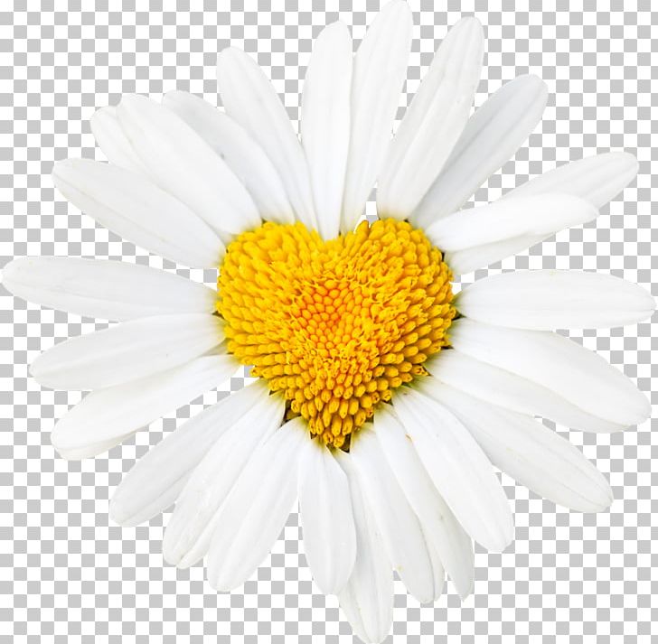 Common Daisy Oxeye Daisy Heart Flower Desktop PNG, Clipart, Aster, Bellis, Chamaemelum Nobile, Chrysanths, Common Daisy Free PNG Download