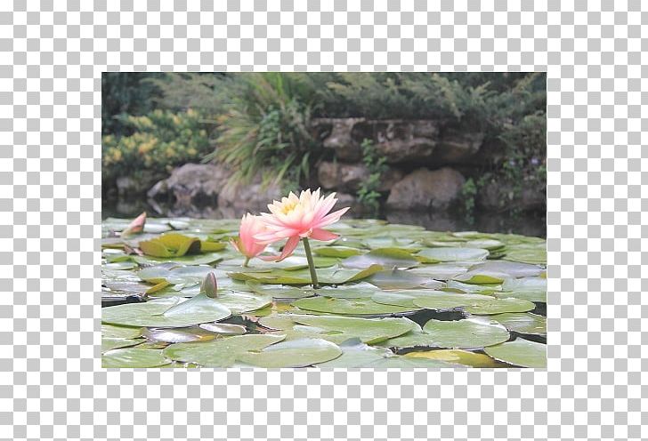 Petal Plant Community Pond Water PNG, Clipart, Aquatic Plant, Aquatic Plants, Botanical Garden, Botany, Community Free PNG Download