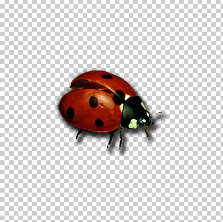 Beetle Ladybird Butterfly Antenna PNG, Clipart, Animals, Antenna, Arthropod, Beetle, Crawl Free PNG Download