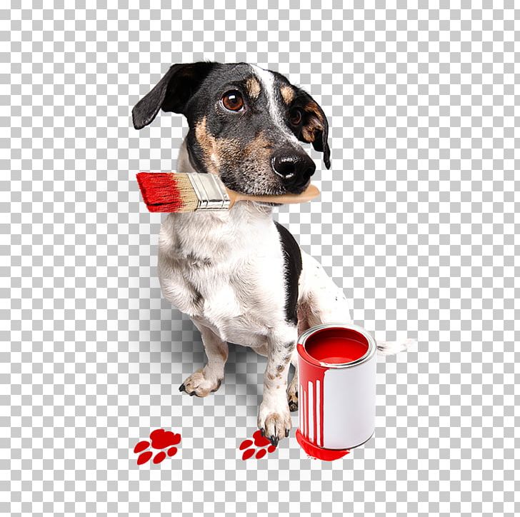 Dog Breed Dog Collar Companion Dog Flickr PNG, Clipart, Album, Animals, Breed, Collar, Companion Dog Free PNG Download