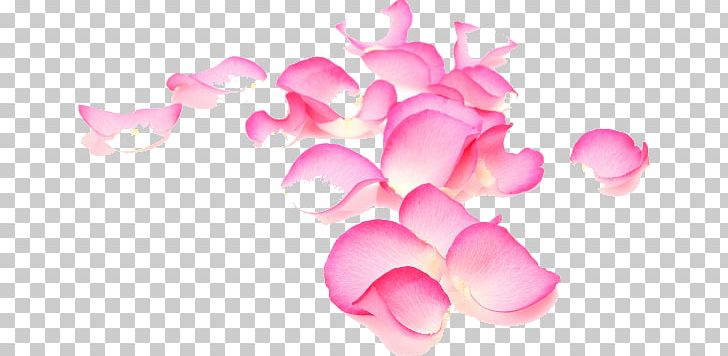 Garden Roses Petal Flower Plant PNG, Clipart, Extract, Face, Floristry, Flowering Plant, Flowers Free PNG Download