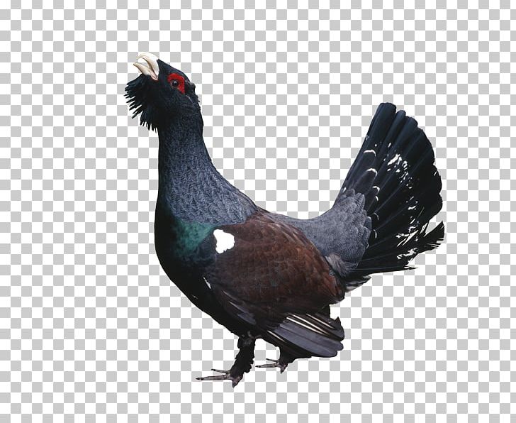 Western Capercaillie Grouse Poultry Chicken Bird PNG, Clipart, Animals, Beak, Bird, Black Forest, Black Forest Clinic Free PNG Download