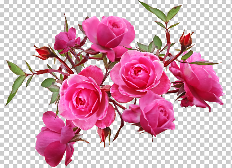 Garden Roses PNG, Clipart, Artificial Flower, Cabbage Rose, Cut Flowers, Floral Design, Floribunda Free PNG Download