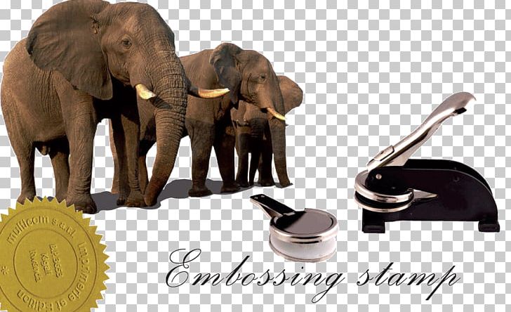African Elephant Asian Elephant World Elephant Day Elephants In The Wild Elephantidae PNG, Clipart, African Elephant, Animal, Asia, Asian Elephant, Elephant Free PNG Download