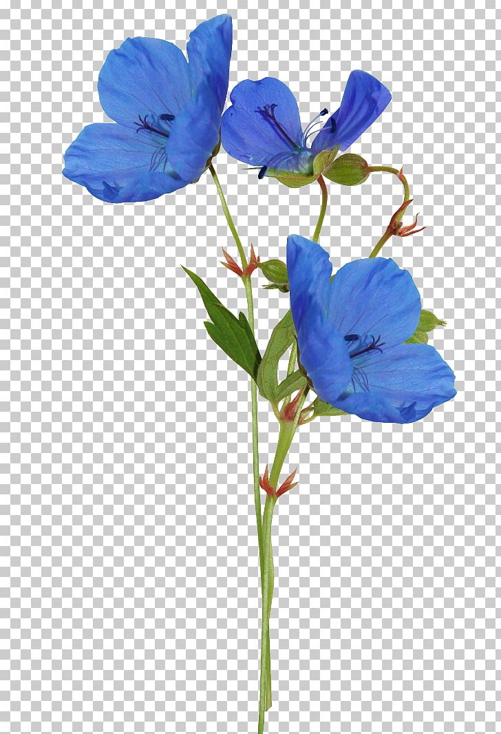Blue Color Flower Petal PNG, Clipart, Beach Rose, Bellflower Family, Blue, Color, Flower Free PNG Download