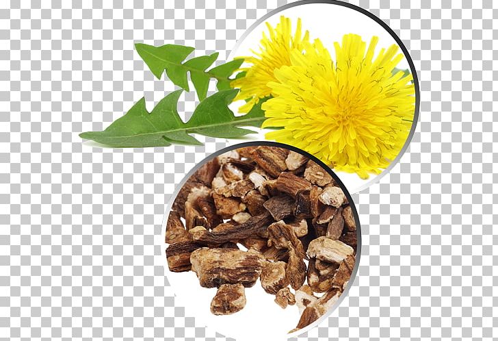 Common Dandelion Pissenlit Root Extract Medicinal Plants PNG, Clipart, Cell, Common Dandelion, Dandelion, Dandelion Png, Dietary Supplement Free PNG Download