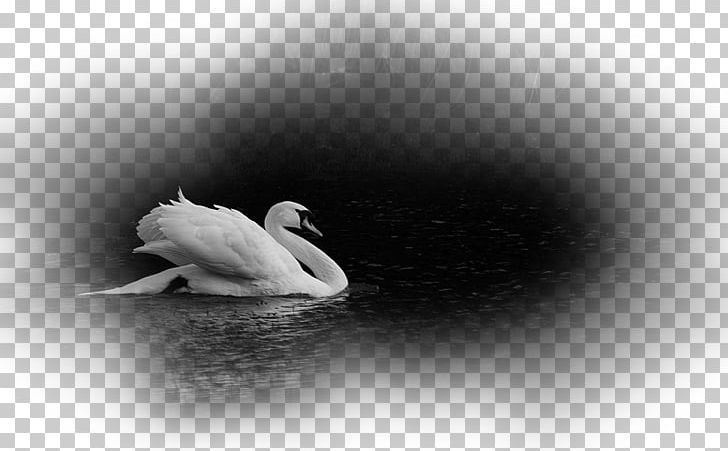 Cygnini Duck Still Life Photography Desktop PNG, Clipart, Animals, Beak, Bird, Black And White, Closeup Free PNG Download
