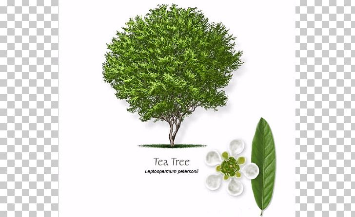 Tea Tree Oil Narrow-leaved Paperbark Essential Oil Leptospermum Petersonii PNG, Clipart, Branch, Camellia Sinensis, Cit, Essential Oil, Grass Free PNG Download