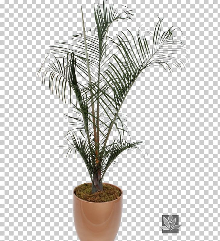 Babassu Palm Trees Houseplant African Oil Palm Dypsis Decaryi PNG, Clipart, African Oil Palm, Arecales, Asian Palmyra Palm, Attalea, Attalea Speciosa Free PNG Download