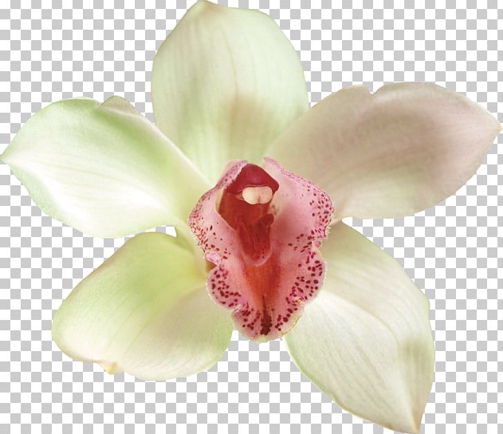 Moth Orchids Cut Flowers PNG, Clipart, Clip Art, Cut Flowers, Depositfiles, Flower, Flower Bouquet Free PNG Download