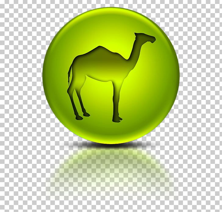 Bactrian Camel Dromedary Information Computer Icons PNG, Clipart, Bactrian Camel, Camel, Camel Like Mammal, Computer Icons, Computer Wallpaper Free PNG Download
