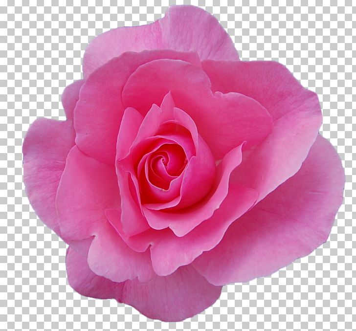 Damask Rose Rose Oil Garden Roses Flower Essential Oil PNG, Clipart, Camellia, China Rose, Cosmetics, Cut Flowers, Damask Rose Free PNG Download