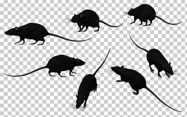 Rat Cat Black And White PNG, Clipart, Animal, Animals, Arts, Black And White, Carnivoran Free PNG Download
