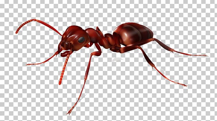 The Ants Red Imported Fire Ant Insect PNG, Clipart, Animal, Ant, Ant Robotics, Ants, Ants Vector Free PNG Download