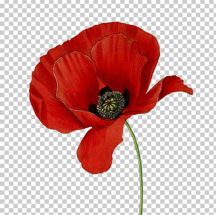 Common Poppy Opium Poppy Flower California Poppy PNG, Clipart, Anemone, Annual Plant, Botanical Illustration, Botany, California Poppy Free PNG Download