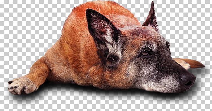 Dog Breed German Shepherd Malinois Dog Belgian Shepherd Kunming Wolfdog PNG, Clipart, Animal, Belgian Shepherd, Breed, Carnivoran, Cat Free PNG Download