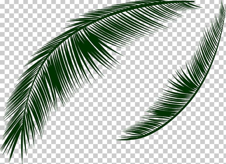 Icon PNG, Clipart, Adobe Illustrator, Arecaceae, Arecales, Coco, Coconut Free PNG Download