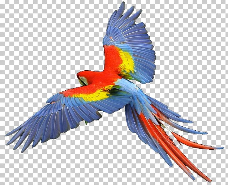 Parrot Scarlet Macaw Hyacinth Macaw PNG, Clipart, Animal, Animals, Anodorhynchus, Beak, Bird Free PNG Download