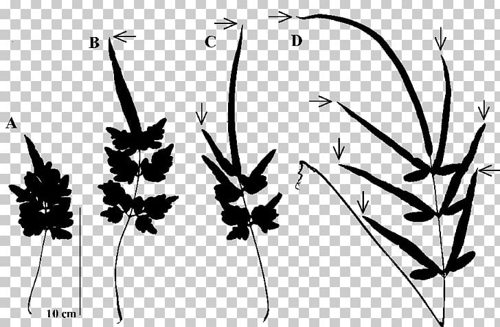 Twig Plant Stem Leaf Silhouette Pattern PNG, Clipart, Angle, Art, Black And White, Branch, Computer Free PNG Download
