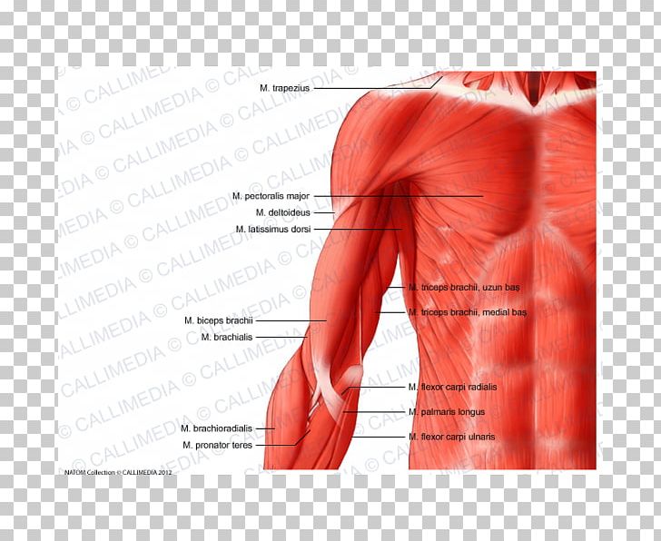 Arm Shoulder Muscle Anatomy Human Body PNG, Clipart, Abdomen, Anatomy, Angle, Arm, Back Free PNG Download