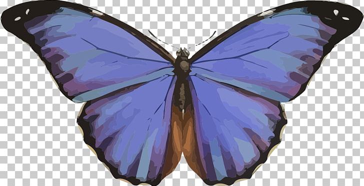 Butterfly Morpho Menelaus Morpho Peleides Morpho Rhetenor Insect PNG, Clipart, Arthropod, Blue Butterfly, Brush Footed Butterfly, Butterfly, Caligo Teucer Free PNG Download