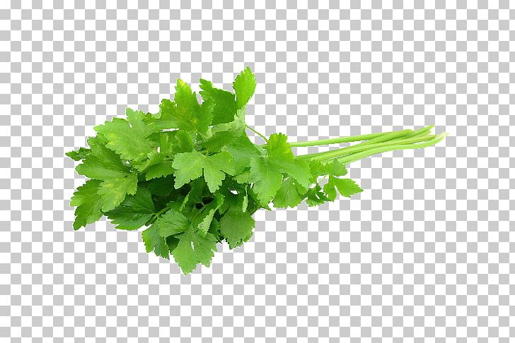 Coriander Herb Chili Con Carne Mexican Cuisine Parsley PNG, Clipart, Celery, Chili Con Carne, Chives, Coriander, Coriandrum Free PNG Download