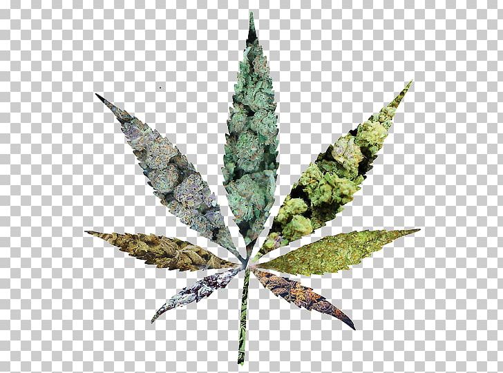 Medical Cannabis Cannabidiol Legalization Marijuana PNG, Clipart, 11nor9carboxythc, Cannabidiol, Cannabis, Drug, Hemp Free PNG Download