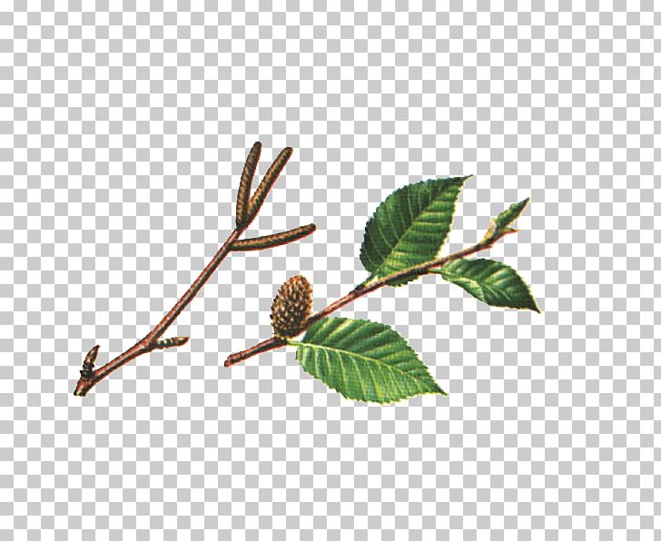 Twig Betula Lenta Leaf Betula Alleghaniensis Paper Birch PNG, Clipart, Bark, Betula, Betula Alleghaniensis, Betula Lenta, Betula Pubescens Free PNG Download