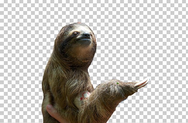 Baby Sloths Dog Mammal Hoffmann's Two-toed Sloth PNG, Clipart,  Free PNG Download