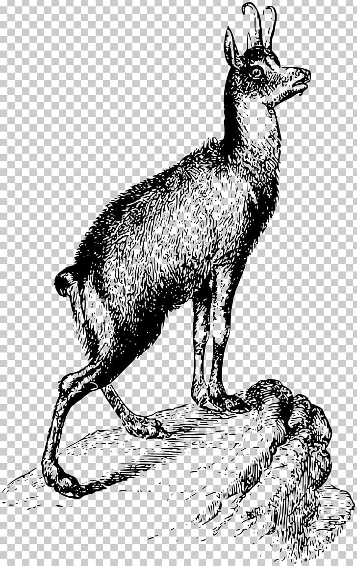 Chamois PNG, Clipart, Art, Beak, Black And White, Camel Like Mammal, Cattle Free PNG Download
