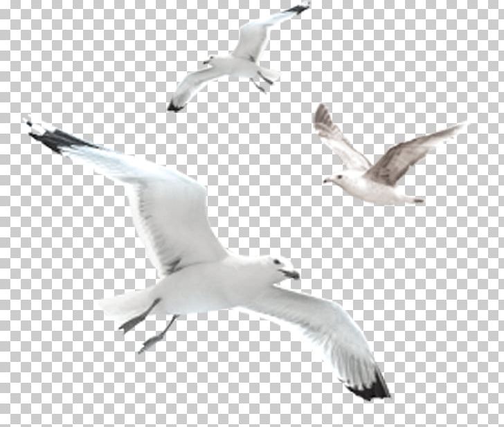 European Herring Gull Gulls Common Gull Bird PNG, Clipart, Anatidae, Animal Migration, Beak, Bird, Bird Migration Free PNG Download