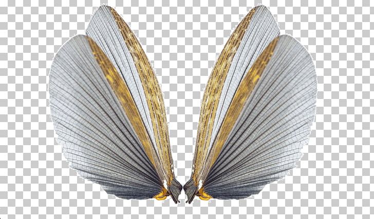 Insect Wing Cockroach Butterfly Insect Wing PNG, Clipart, Advertising, Angel, Angels Wings, Angel Wing, Angel Wings Free PNG Download