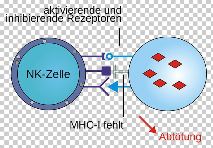 Major Histocompatibility Complex T Cell MHC Class I Antigen Natural Killer Cell PNG, Clipart, Area, Cd3, Cd4, Cd8, Cell Free PNG Download