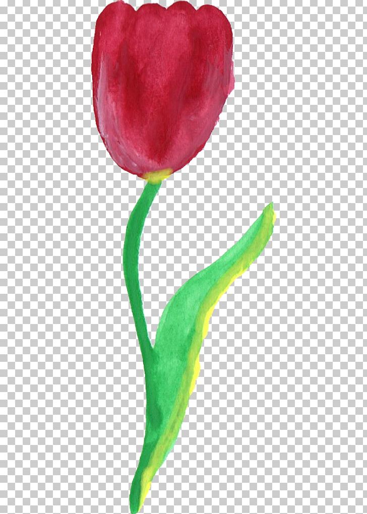 Tulip Petal PNG, Clipart, Bud, Download, Flower, Flowering Plant, Magenta Free PNG Download