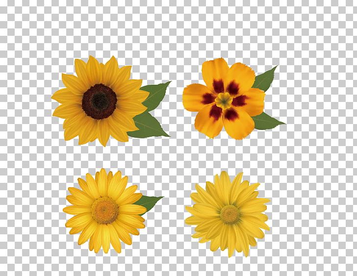 Flower Floral Design PNG, Clipart, Calendula, Daisy Family, Down, Encapsulated Postscript, Flowers Free PNG Download