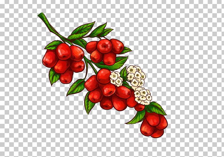 Indian Jujube Fruit Illustration PNG, Clipart, Balloon Cartoon, Berry, Boy Cartoon, Cartoon, Cartoon Character Free PNG Download