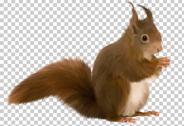 Tree Squirrels Animaatio PNG, Clipart, Animaatio, Blog, Desktop Wallpaper, Domestic Rabbit, Fauna Free PNG Download