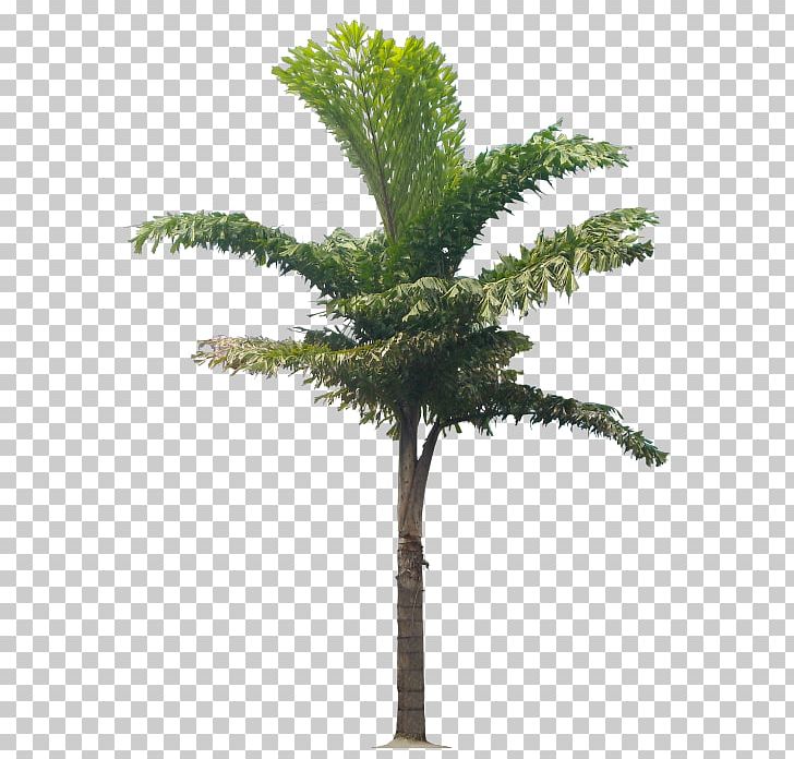 Babassu Arecaceae Flowerpot Asian Palmyra Palm Plant PNG, Clipart, Archontophoenix Cunninghamiana, Arecales, Artificial Flower, Attalea, Attalea Speciosa Free PNG Download